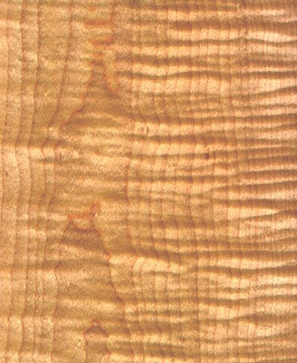 Curly Maple